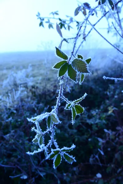 DSC_1044 (Large).JPG